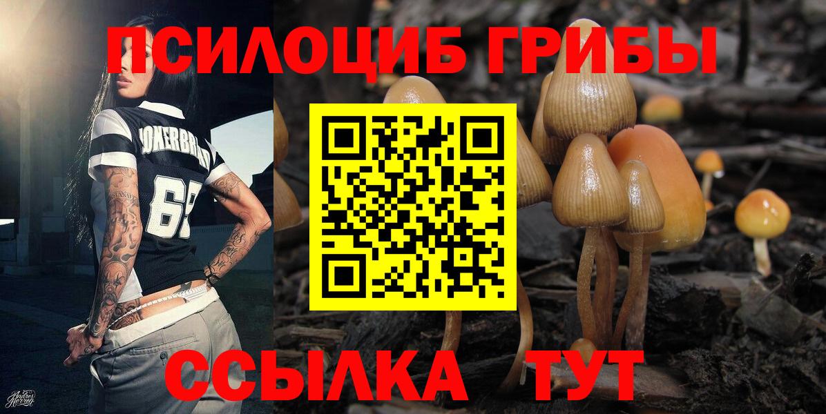 Псилоцибиновые грибы Cubensis Балтийск